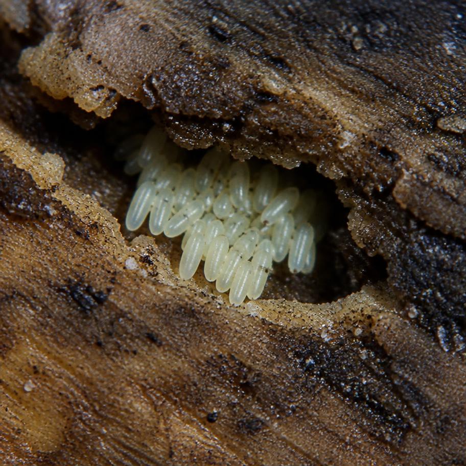 Egg Clusters