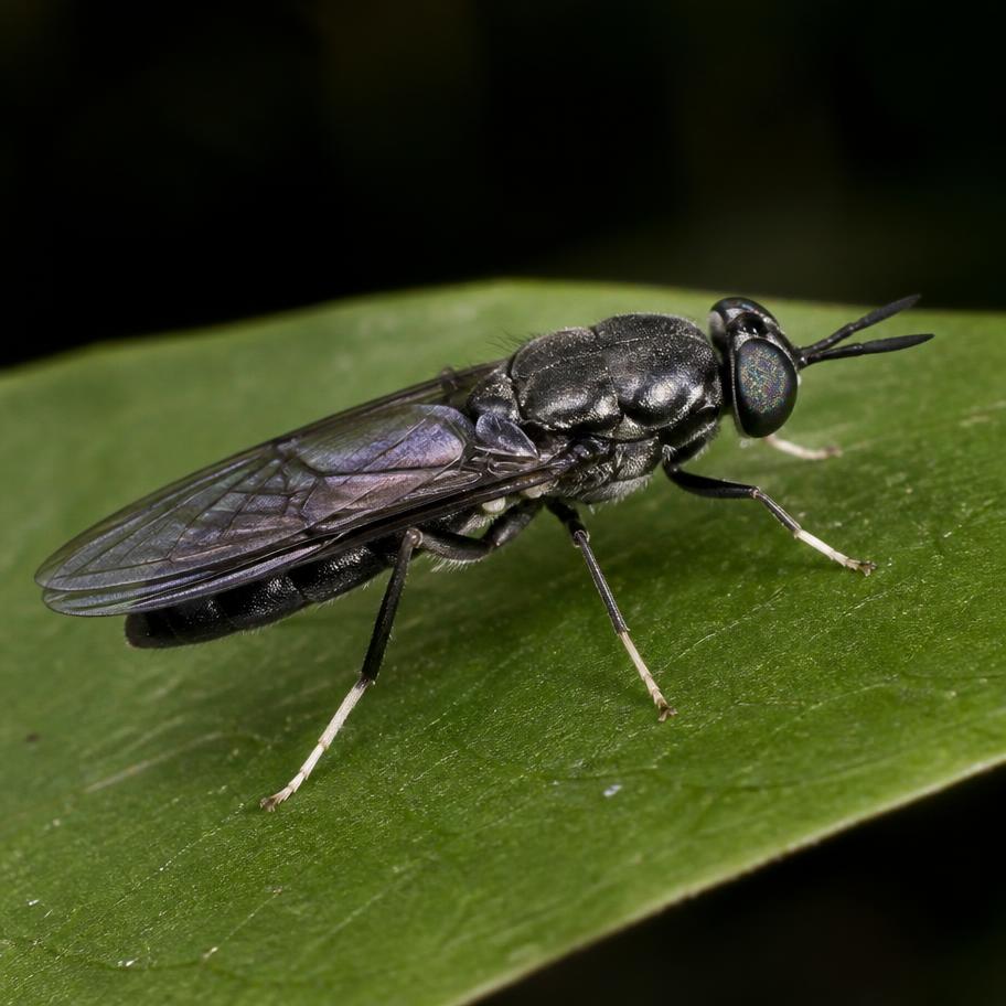 Adult Fly